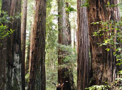 Muir Woods National Monument