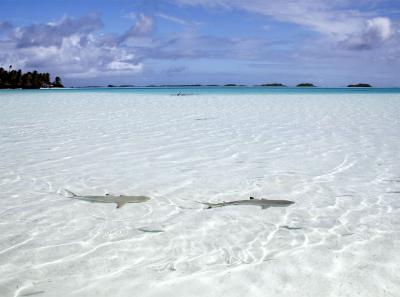 Rangiroa Lagoon Blue 22